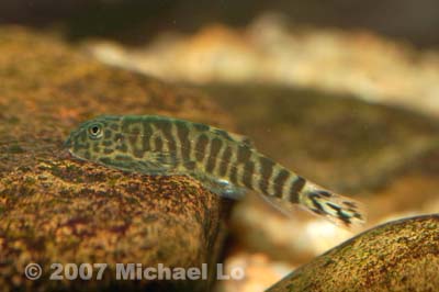Slightly older specimen beginning to develop adult patterning.