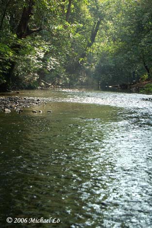 A habitat of the species somewhere in the Sungai (river) Sarawak drainage, Sarawak, Malaysian Borneo.