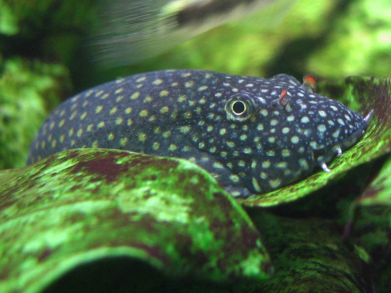 Head detail showing typical red nasal nares.