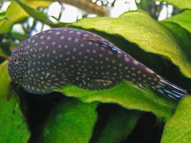 The body spots in this species sensu stricto are quite uniform in diameter...