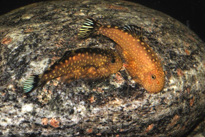 During territorial battles the body patterning usually fades, in this case more so in the female (right).