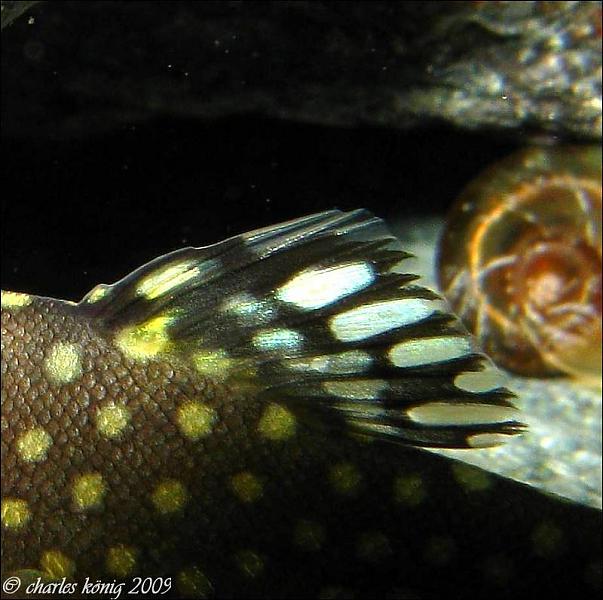 The patterning in the dorsal-fin can vary between individuals...