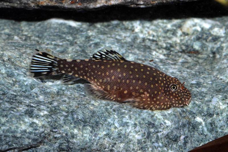 Adult female specimen.
