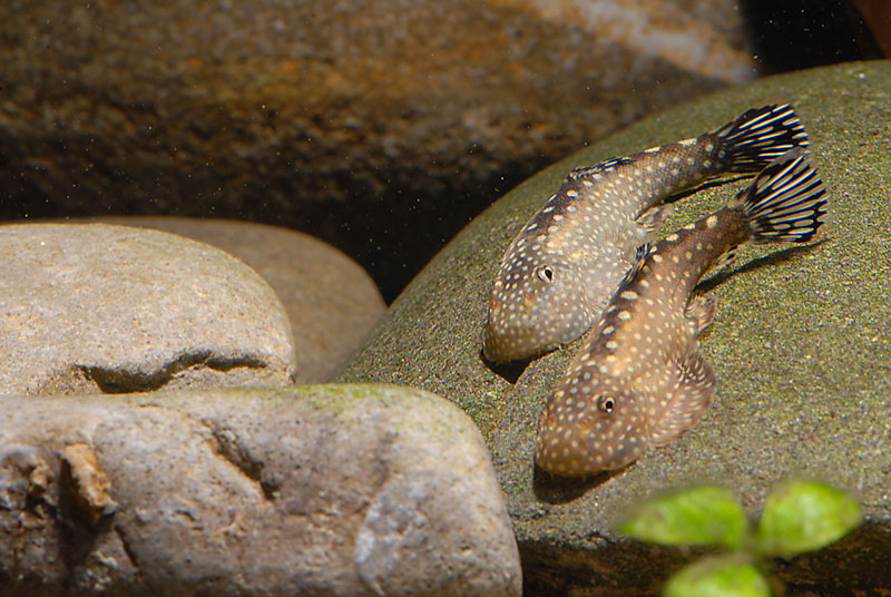 Here both fish exhibit pale colouration.
