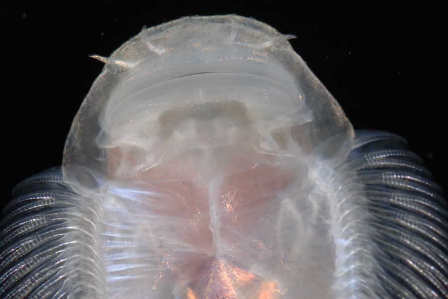 Detail of head and anterior portion of body, ventral view.