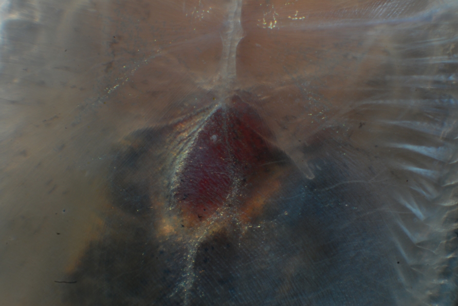 Detail of ventral surface with heart clearly visible.
