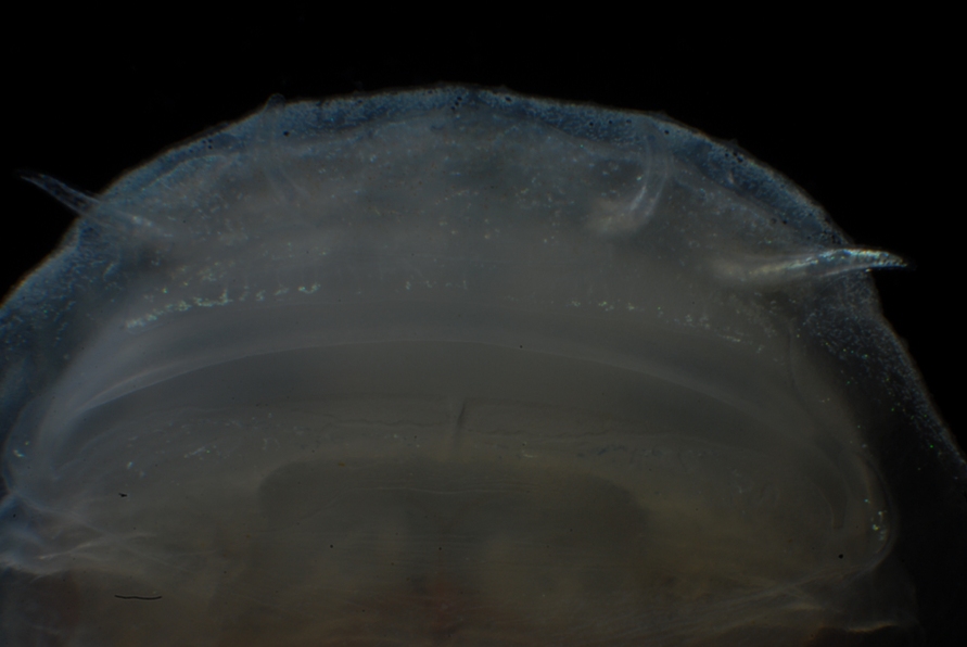Detail of mouth, ventral view.
