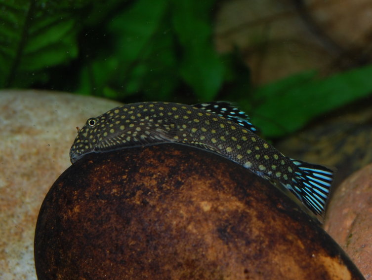 Another image showing the diagnostic colour pattern for the species with blue in both dorsal and caudal fins.