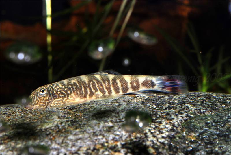 The blue colouration in the caudal-fin of many imported specimens is intriguing as it wasn't mentioned in the description of the species.