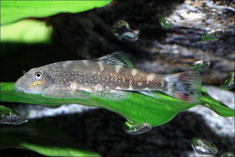 Another specimen with blue in the caudal but different body patterning.
