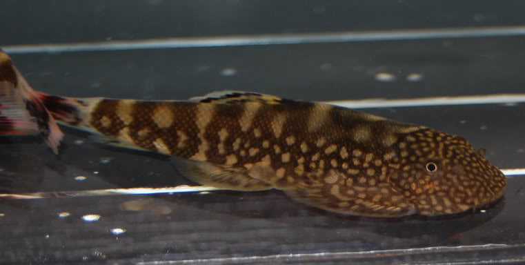 Some individuals display patterning similar to that of G. farragus...