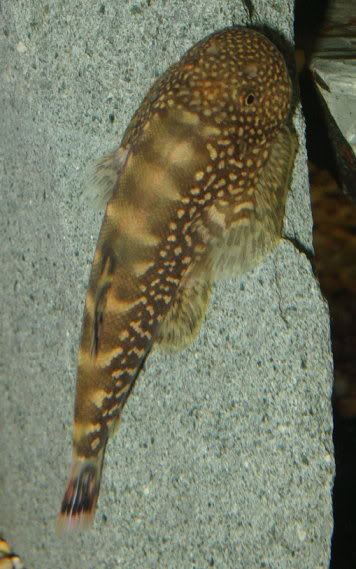 Dorsal view.