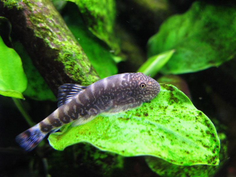 This fish has a particularly large degree of blue in the caudal fin.
