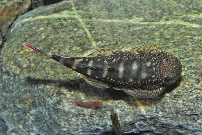 Dorsal view of an adult female - these are normally wider-bodied than males.