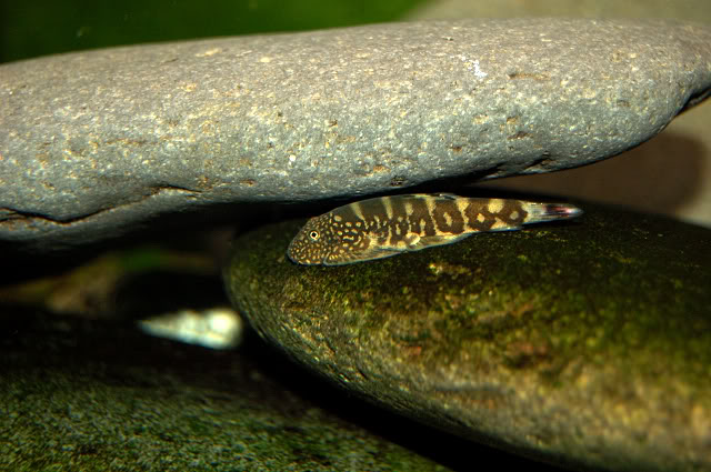 A tank for these loaches should contain plenty of rockwork.