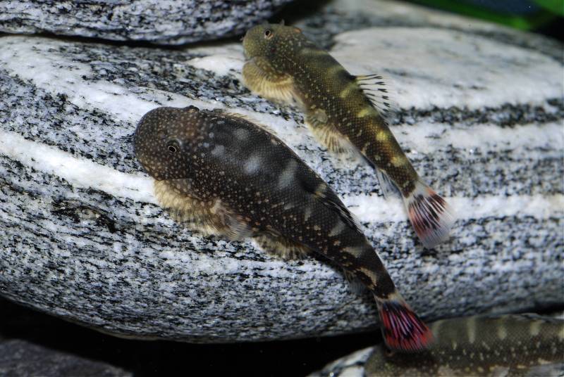 A pair; male upper.