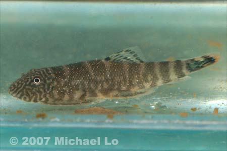 Freshly-collected specimen from the habitat shown previously.