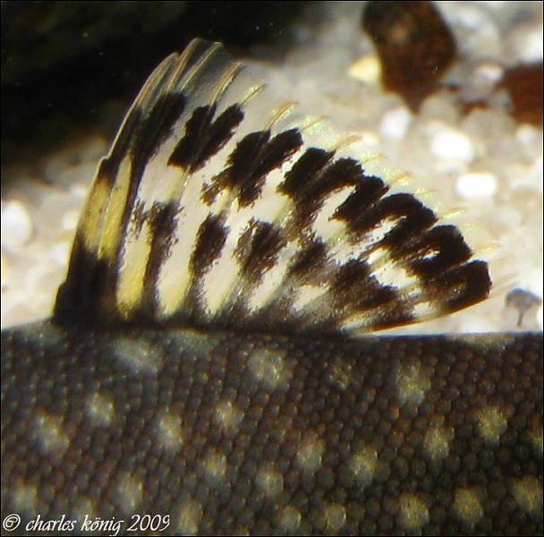 In G. scitulus sensu stricto the dorsal-fin doesn't contain any blue patterning although some specimens do show a little.