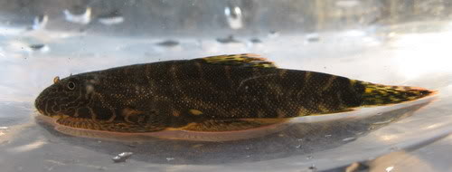Freshly-collected wild specimen.