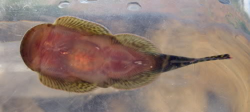 Ventral view.