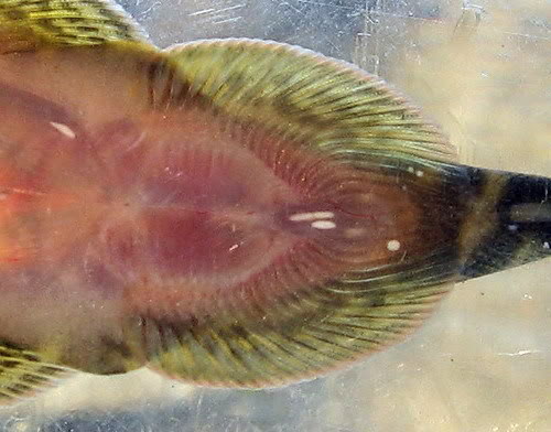 Detail showing fused pelvic fins.