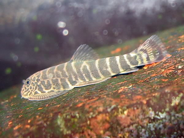 A young specimen in the aquarium.