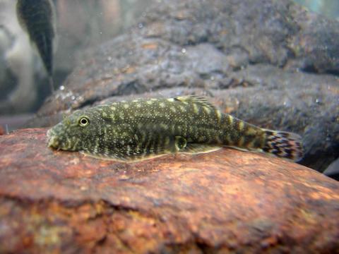 In the aquarium.