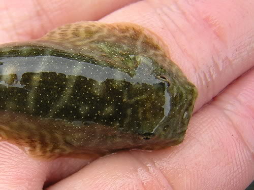 Head detail showing truncate snout shape.