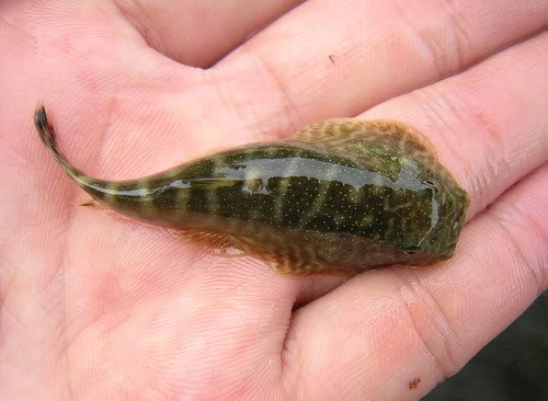 Freshly-collected wild specimen.