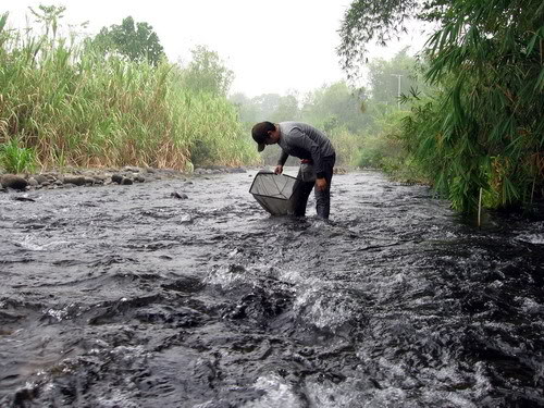 A collection locality in the Amandit River basin, South Kalimantan, Borneo.