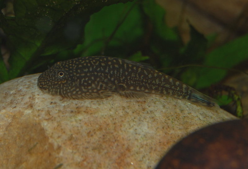 ...and one settled into aquarium life.