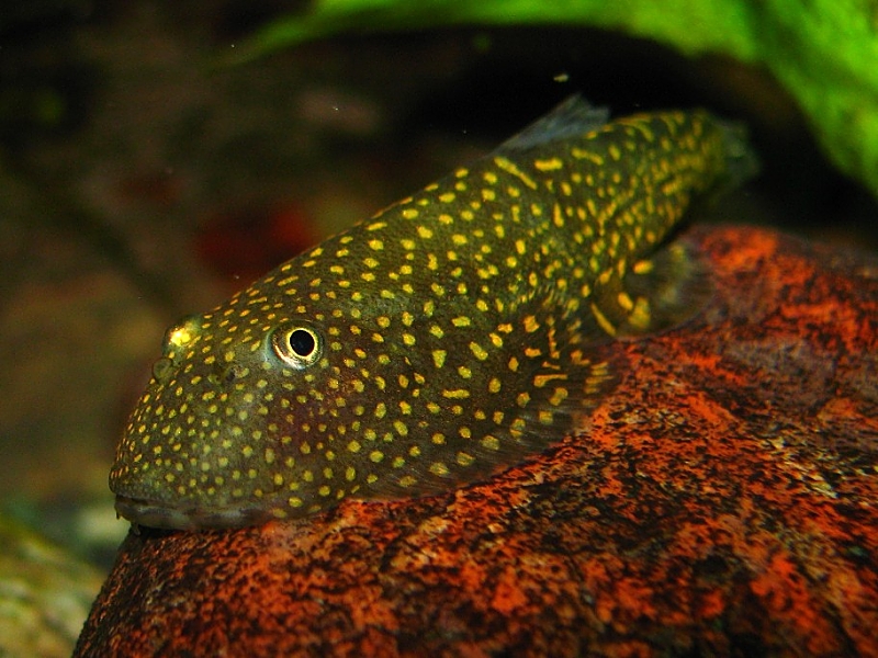 Head detail.