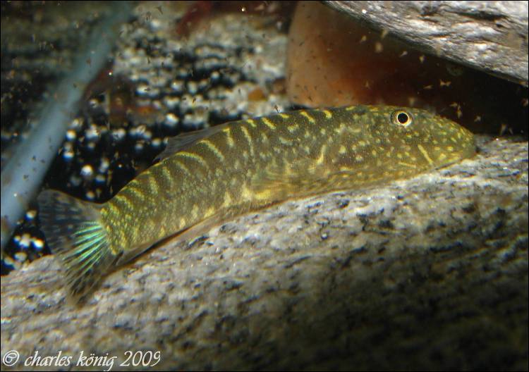 G. zebrinus is among the most variably-patterned of those Gastromyzon spp. in the trade.