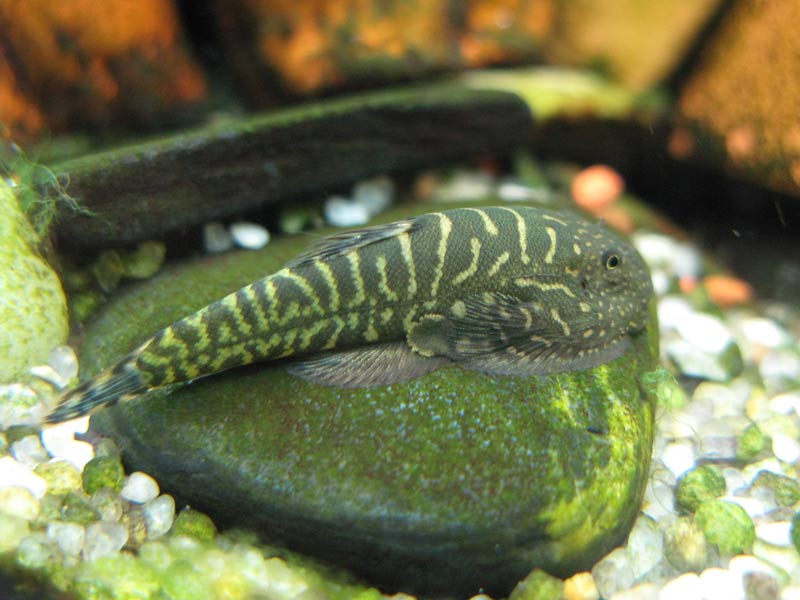 Strongly-striped specimen...