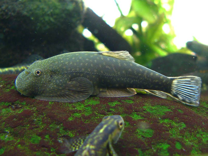 ...because some specimens exhibit patterning seemingly intermediate between the two species.