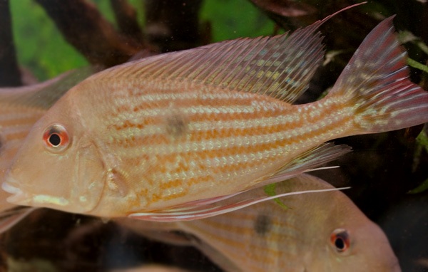 A young adult specimen.
