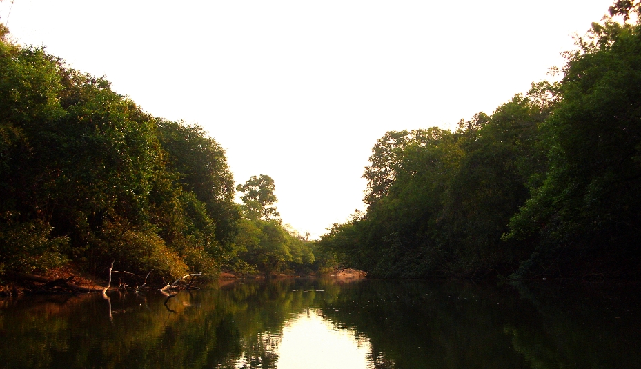 Habitat of the species in the rio João Aires basin, Tocantins state, Brazil.