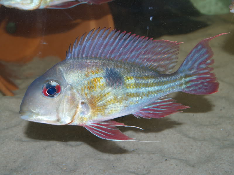 This species is rarely available in the trade although other species are regularly shipped under the name.