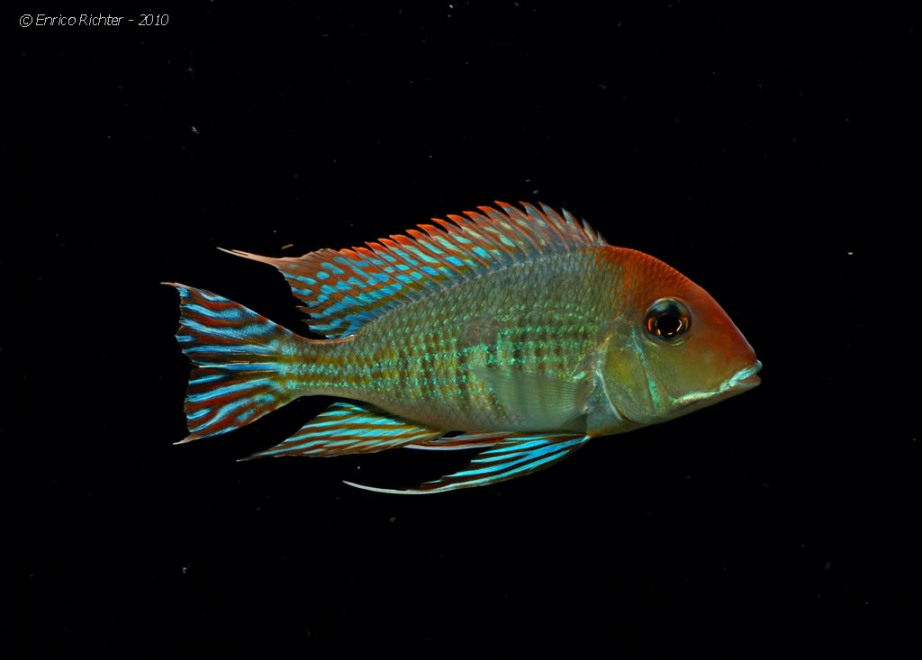 This undescribed species is among the most colourful in the genus. Image shows rio Arapiuns form.