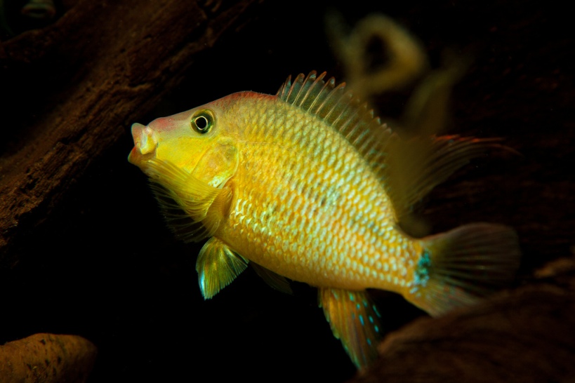 Young, captive-bred adult male, aggressive posture.