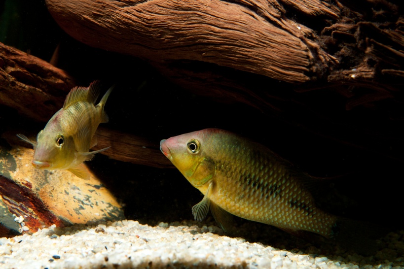 This species is sexually mature from a relatively small size. Here a young pair, female left.