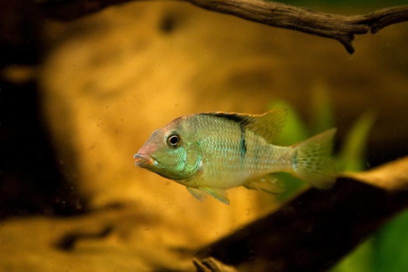 Subadult, captive-bred male.