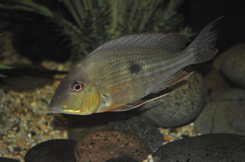 Subadult specimen.