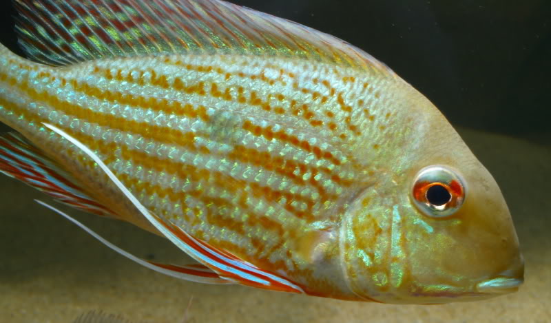 This is one of the more commonly-traded members of the genus.