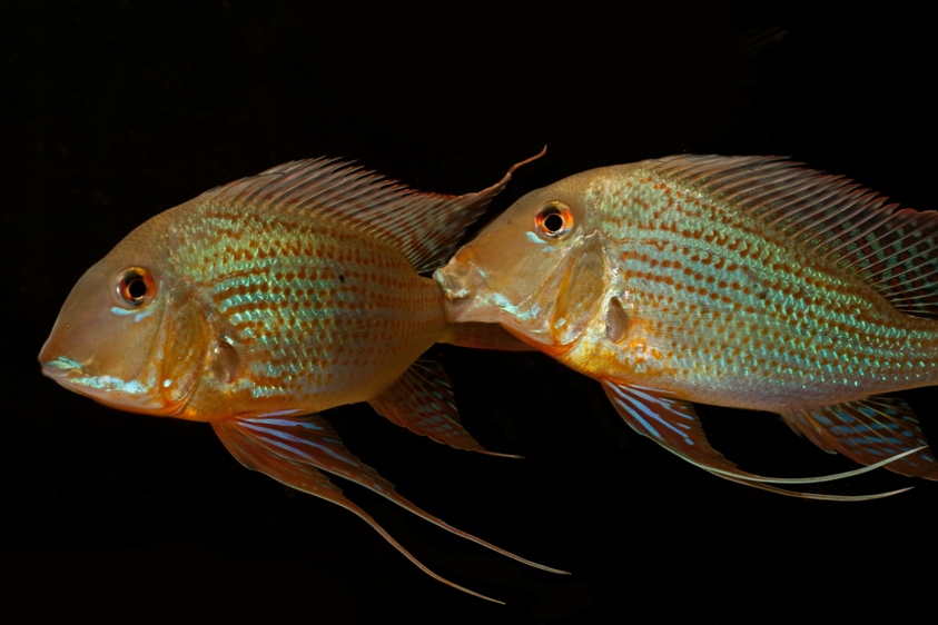 Like others in the genus sensu stricto, G. altifrons appreciates the company of conspecifics.