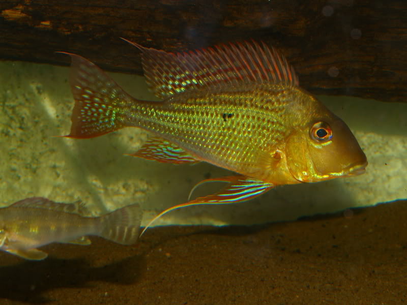 Specimen from the rio Trombetas.