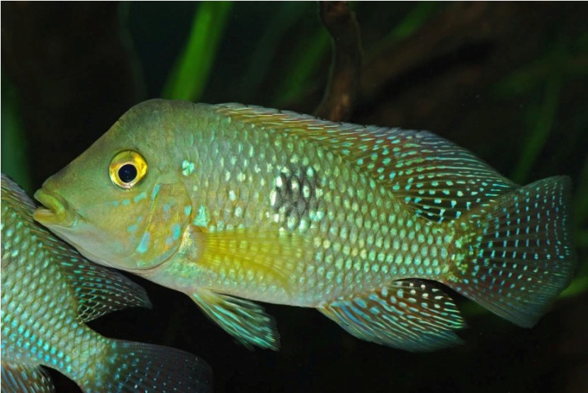 Young adult male specimen from the aquarium trade - origin unknown.