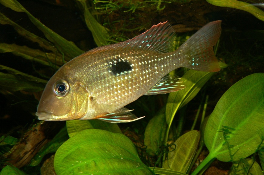 Adult male specimen of G. camopiensis with neutral mood colour patterning.
