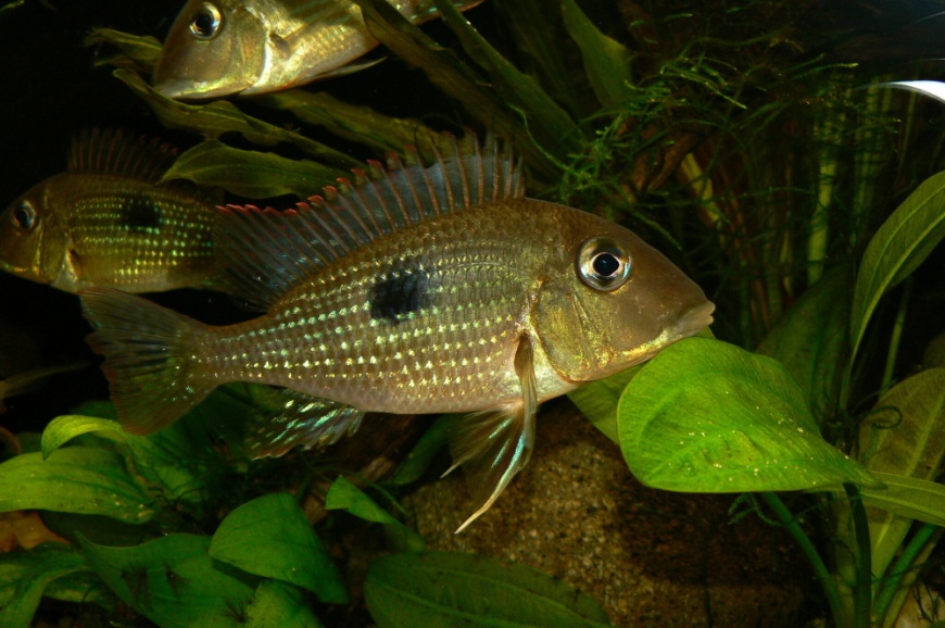 Adult female specimen displaying neutral colour patterning.