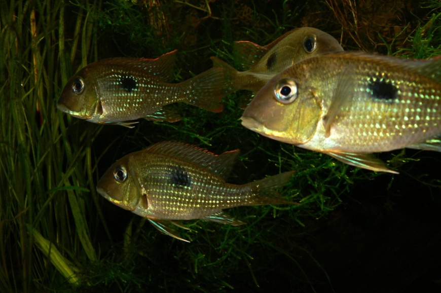 Like others in the G. surinamensis species group G. camopiensis fares best when maintained in a group.